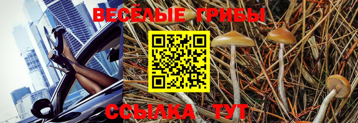 Псилоцибиновые грибы Cubensis Керчь